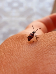 Neolema fasciata