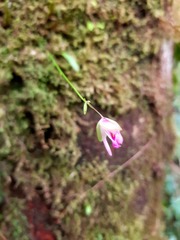 Orchidioides
