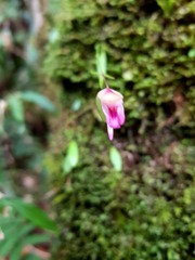 Orchidioides