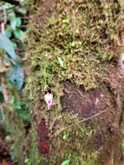 Orchidioides