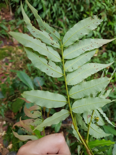 Oreomunnea mexicana