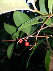Notopleura pithecobia