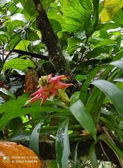 Guzmania conglomerata