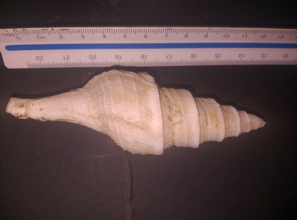 Polystira nobilis
