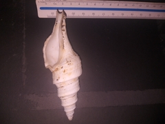 Polystira nobilis