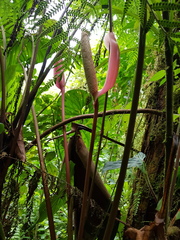 Anthurium formosum