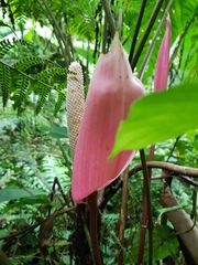 Anthurium formosum