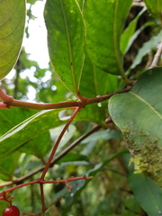 Notopleura pithecobia