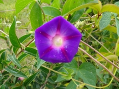 Ipomoea purpurea