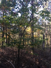 Castanea pumila