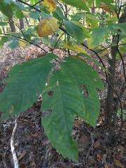 Castanea pumila