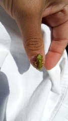 Hyla walkeri