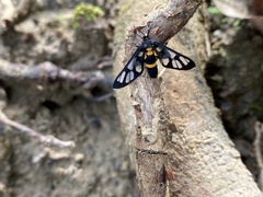 Amata sperbius