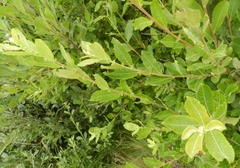 Salix aurita