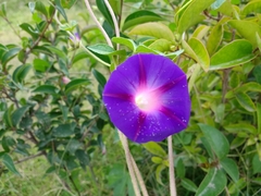Ipomoea purpurea