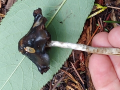 Psilocybe baeocystis