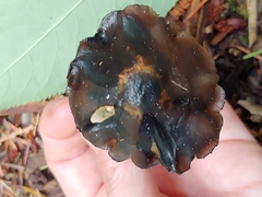 Psilocybe baeocystis