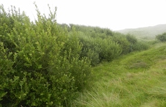 Salix aurita
