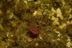 Alloclinus holderi