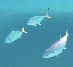Carangoides