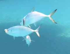 Carangoides