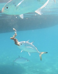 Carangoides