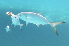 Carangoides