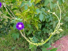 Ipomoea purpurea