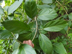 Anemopaegma chrysanthum