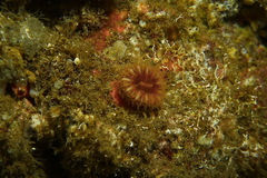 Paracyathus stearnsii