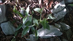 Tradescantia sillamontana