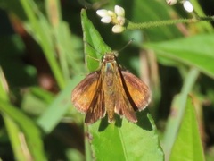 Parnara amalia
