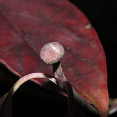 Cornus florida