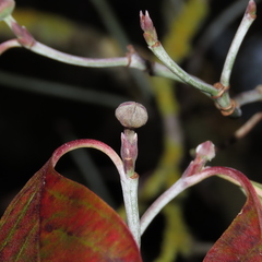 Cornus florida