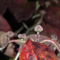 Cornus florida