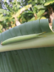 Opsiphanes tamarindi