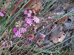 Stevia viscida