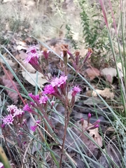 Stevia viscida