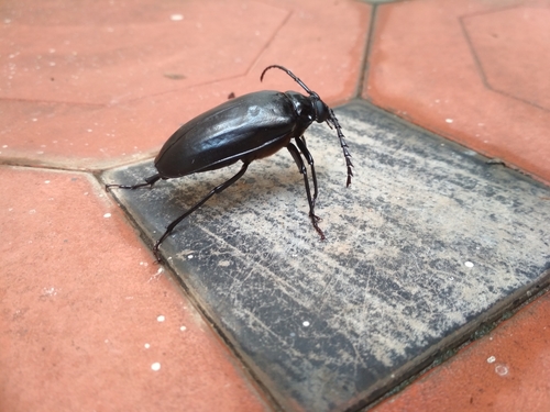 Prionus corpulentus