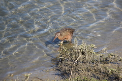 Rallus obsoletus levipes
