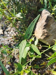 Alloispermum scabrum