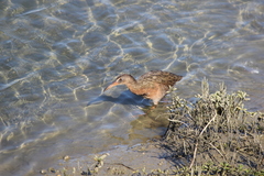 Rallus obsoletus levipes