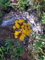 Alloispermum scabrum