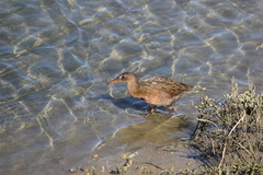 Rallus obsoletus levipes