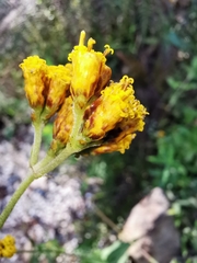 Alloispermum scabrum