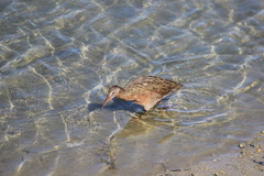 Rallus obsoletus levipes