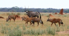 Oryx gazella