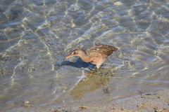 Rallus obsoletus levipes