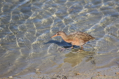 Rallus obsoletus levipes