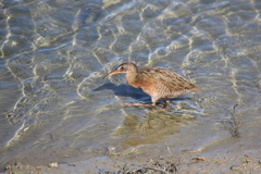 Rallus obsoletus levipes